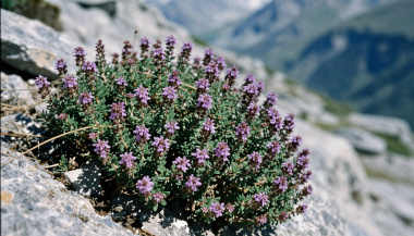 Hunza Wild Thyme (Tumuro) growing naturally in the Himalayan moun